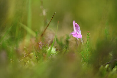 BUITEN BEELD Foto: 434766