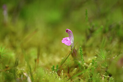 BUITEN BEELD Foto: 434767