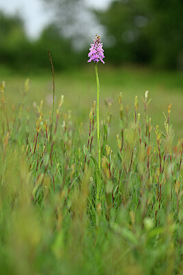 BUITEN BEELD Foto: 434778