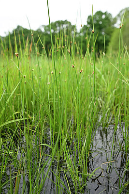 BUITEN BEELD Foto: 434782