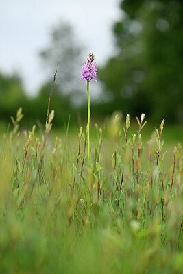 BUITEN BEELD Foto: 434783