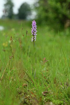 BUITEN BEELD Foto: 434787