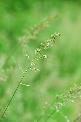 BUITEN BEELD Foto: 434788