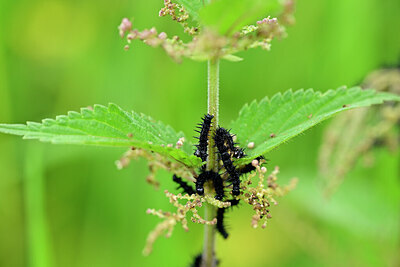 BUITEN BEELD Foto: 434795