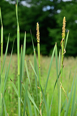 BUITEN BEELD Foto: 434819