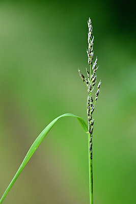BUITEN BEELD Foto: 434822