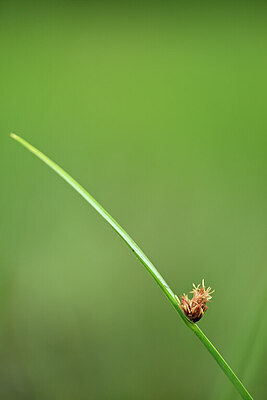 BUITEN BEELD Foto: 434827