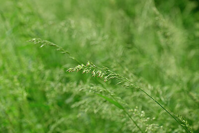 BUITEN BEELD Foto: 434841