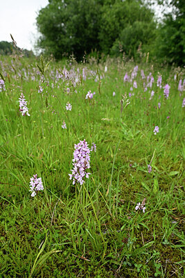 BUITEN BEELD Foto: 434845