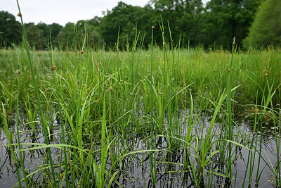 BUITEN BEELD Foto: 434848