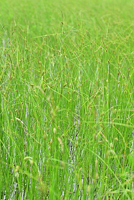 BUITEN BEELD Foto: 434851
