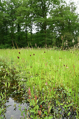 BUITEN BEELD Foto: 434852