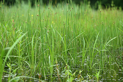 BUITEN BEELD Foto: 434853