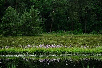 BUITEN BEELD Foto: 434855
