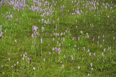 BUITEN BEELD Foto: 434857