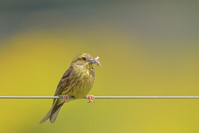 BUITEN BEELD Foto: 434870