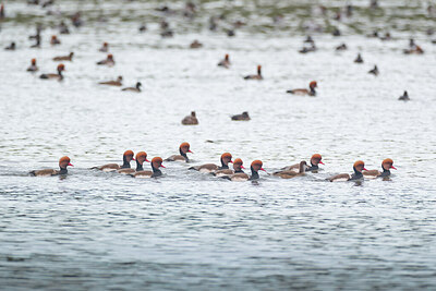 BUITEN BEELD Foto: 434874