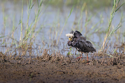 BUITEN BEELD Foto: 434886