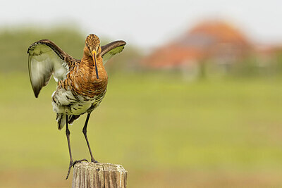BUITEN BEELD Foto: 434895