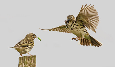 BUITEN BEELD Foto: 434896