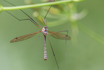 BUITEN BEELD Foto: 434903