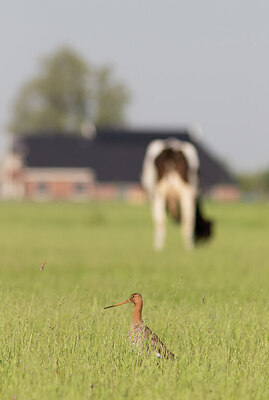 BUITEN BEELD Foto: 434914
