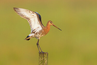 BUITEN BEELD Foto: 434916