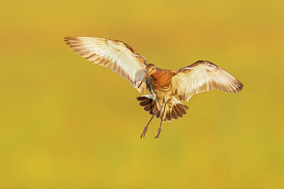 BUITEN BEELD Foto: 434917