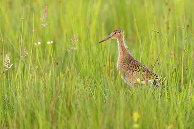 BUITEN BEELD Foto: 434919