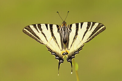 BUITEN BEELD Foto: 434922