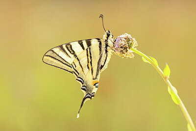 BUITEN BEELD Foto: 434923
