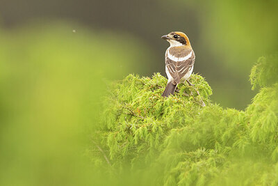 BUITEN BEELD Foto: 434926