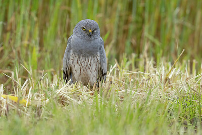 BUITEN BEELD Foto: 434928