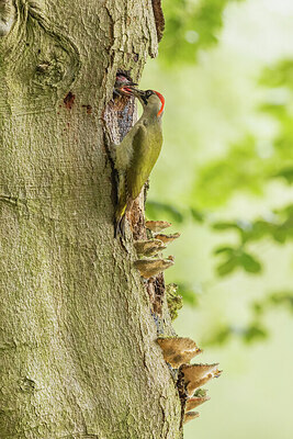 BUITEN BEELD Foto: 434933
