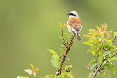 BUITEN BEELD Foto: 434936
