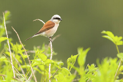 BUITEN BEELD Foto: 434937
