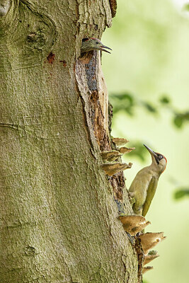 BUITEN BEELD Foto: 434942
