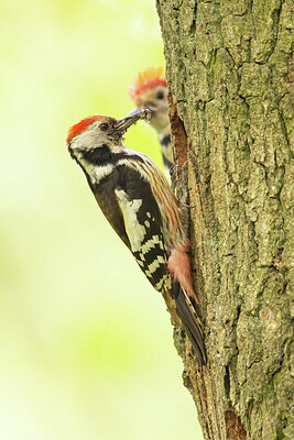 BUITEN BEELD Foto: 434950