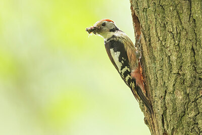 BUITEN BEELD Foto: 434952