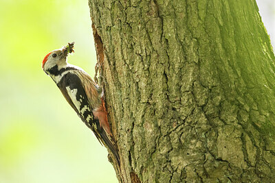 BUITEN BEELD Foto: 434953