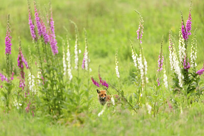 BUITEN BEELD Foto: 434955