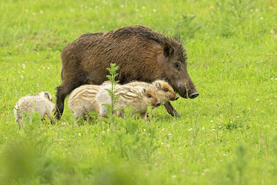 BUITEN BEELD Foto: 434958