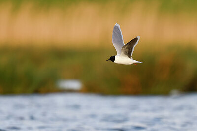 BUITEN BEELD Foto: 434962