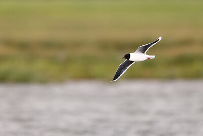 BUITEN BEELD Foto: 434963