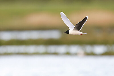 BUITEN BEELD Foto: 434964