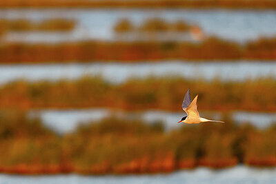 BUITEN BEELD Foto: 434967