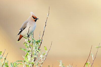 BUITEN BEELD Foto: 434970