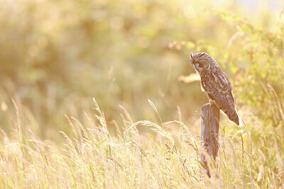 BUITEN BEELD Foto: 434971