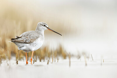 BUITEN BEELD Foto: 434974
