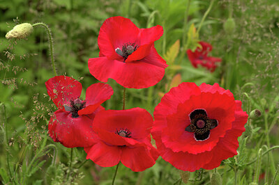 BUITEN BEELD Foto: 434991